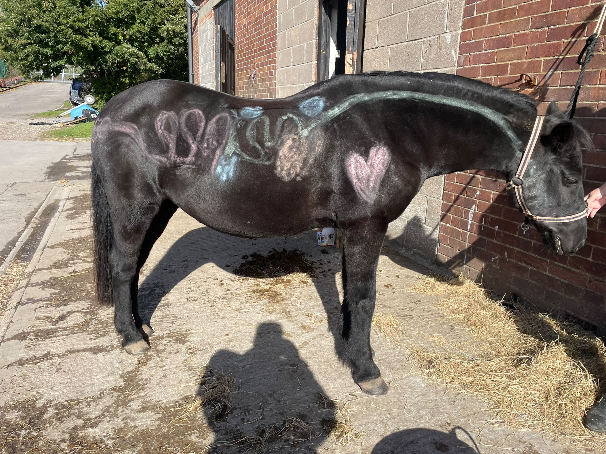 Who needs a whiteboard when you have a pony?!